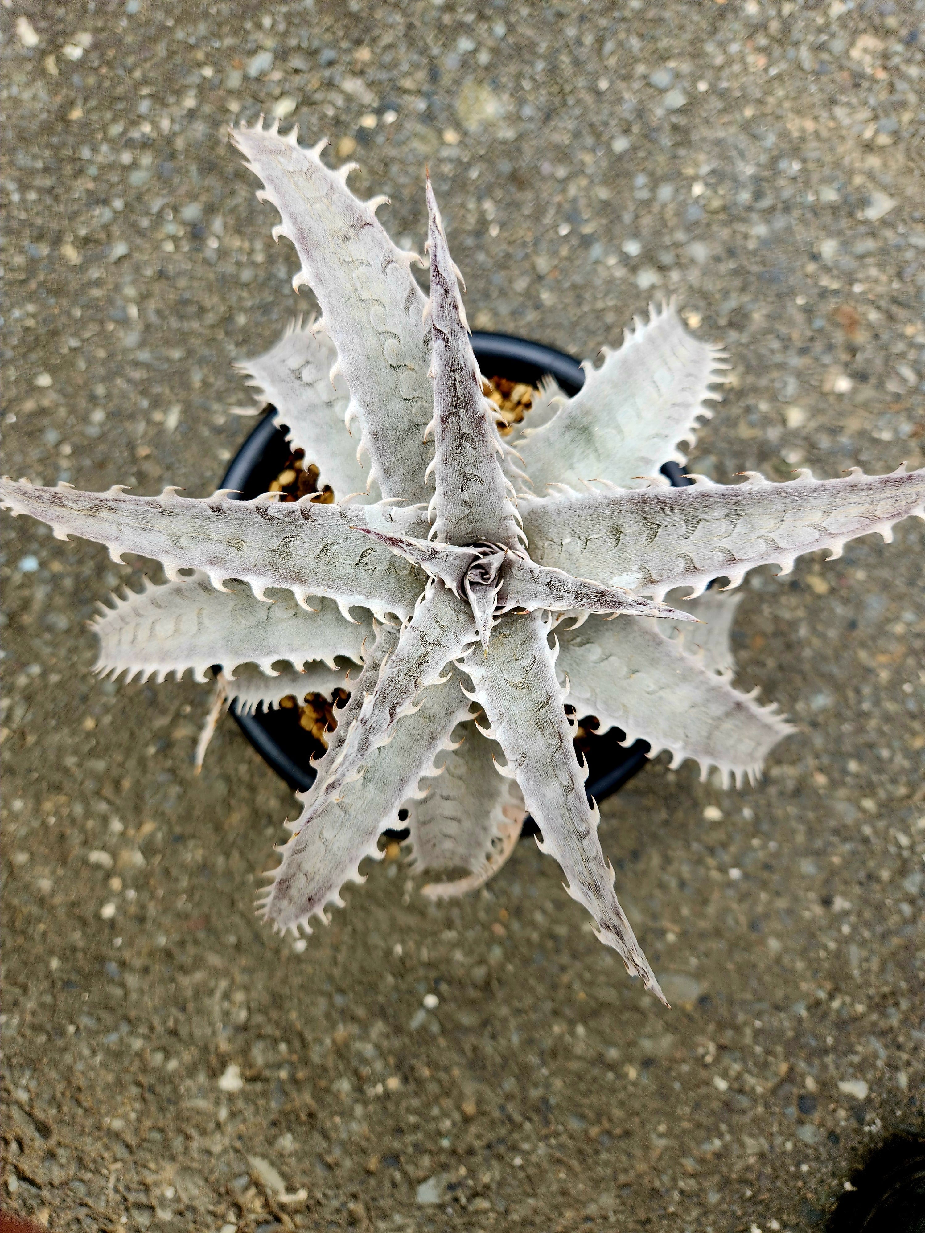 ヘクチア・ラナータ hechtia lanata | フラワーショップあきの
