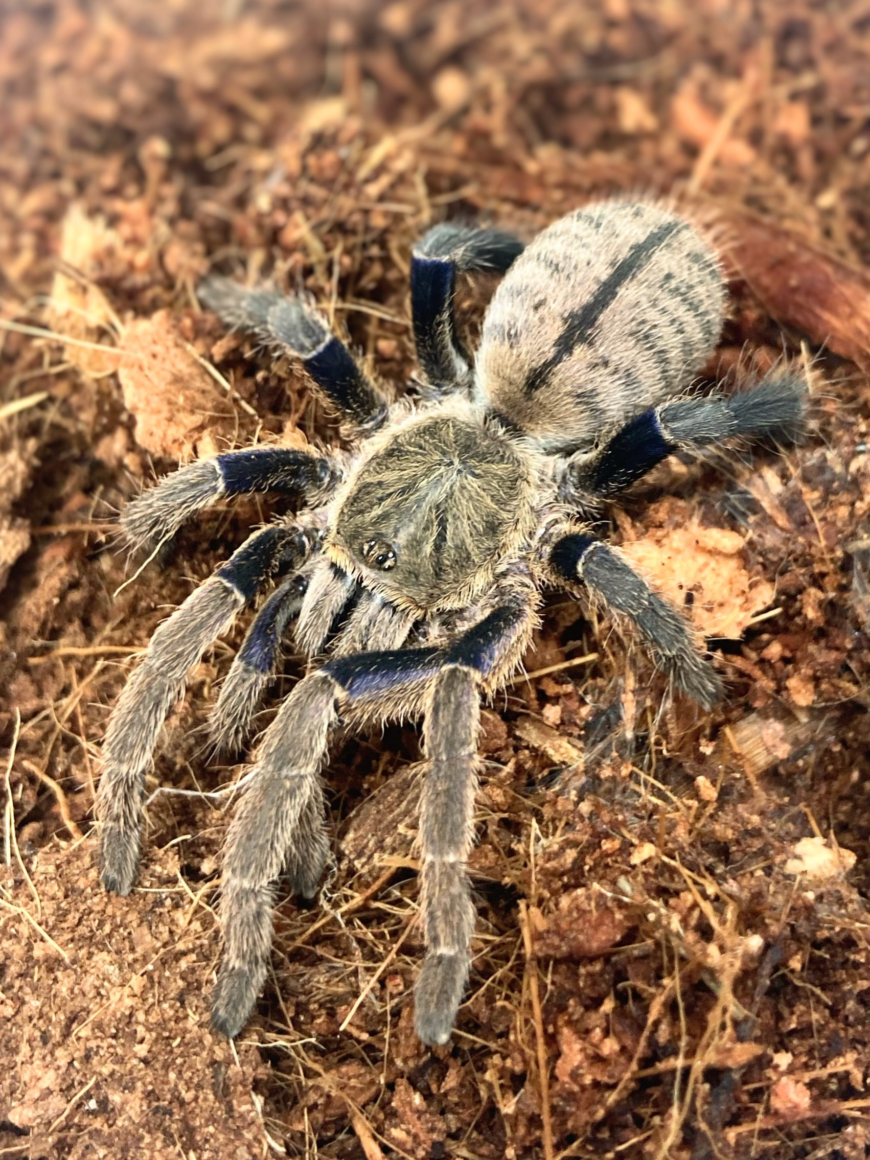 コバルトブルータランチュラ Cyriopagopus lividus 1匹 | まるころ商店