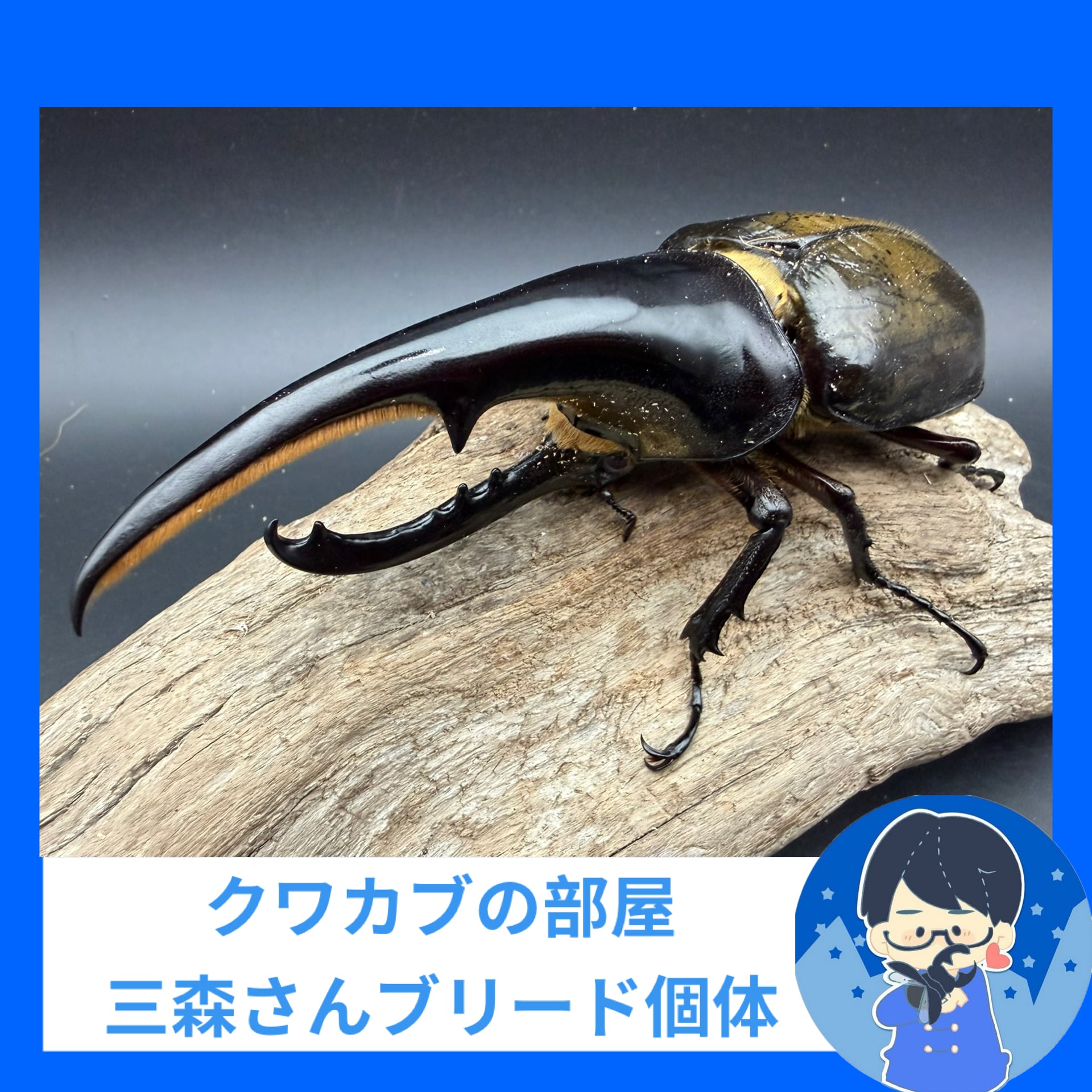 WF3】《トルクアータオオツノカナブン 幼虫5頭セット》 | KPW BASE店