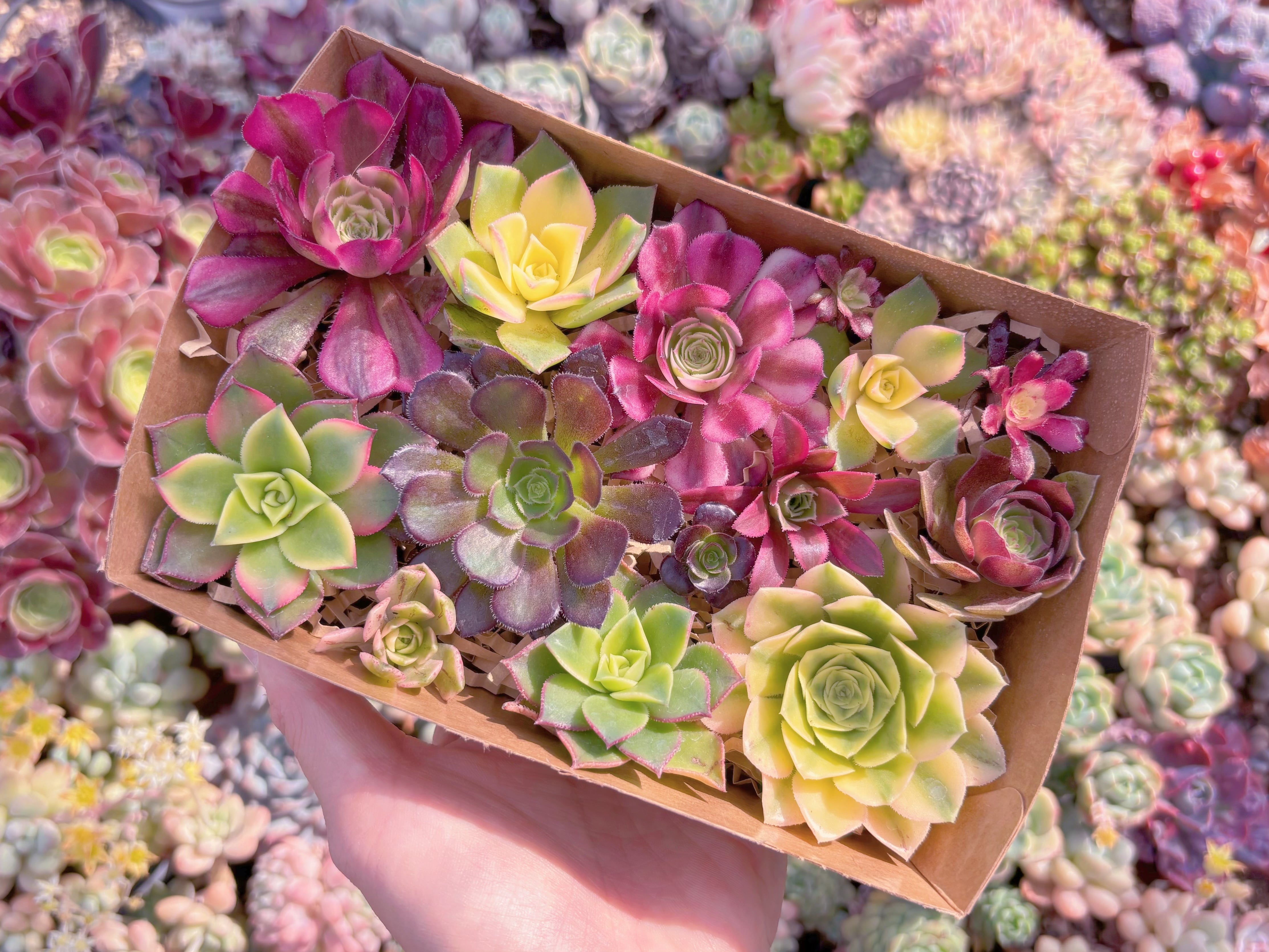 現品　寄せ植えセット#F245　17×4.5×11.5cm　るる農園