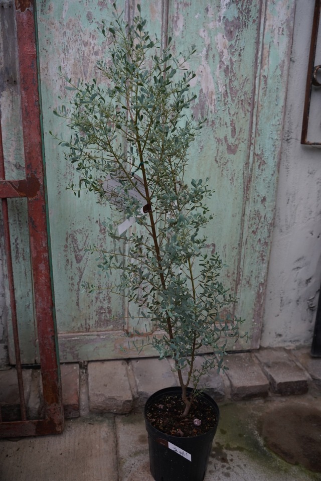 ユーカリグニー　フランスブルーレンガン⑨