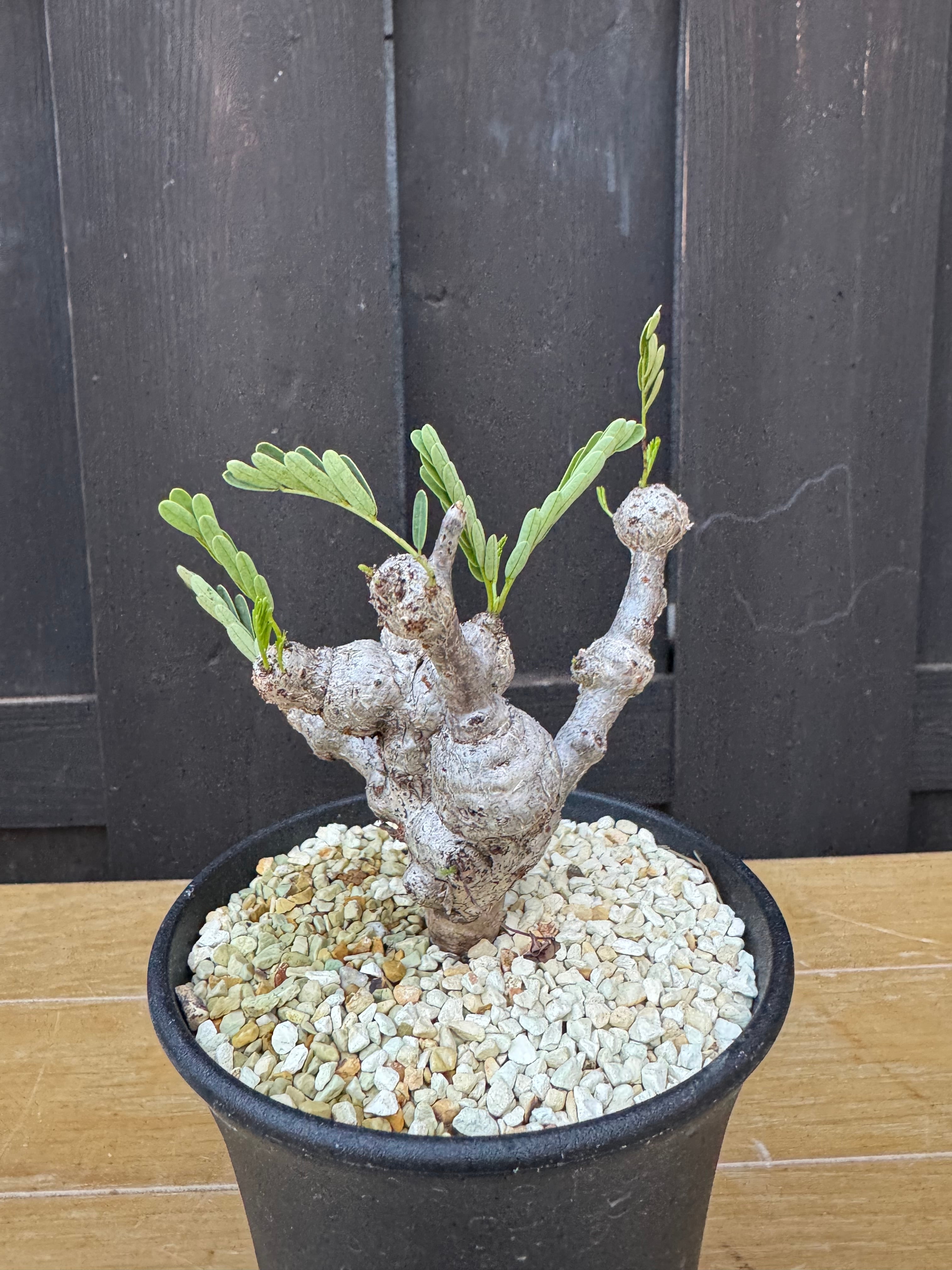 塊根植物 -caudex- | 青坊主-aobouzu-
