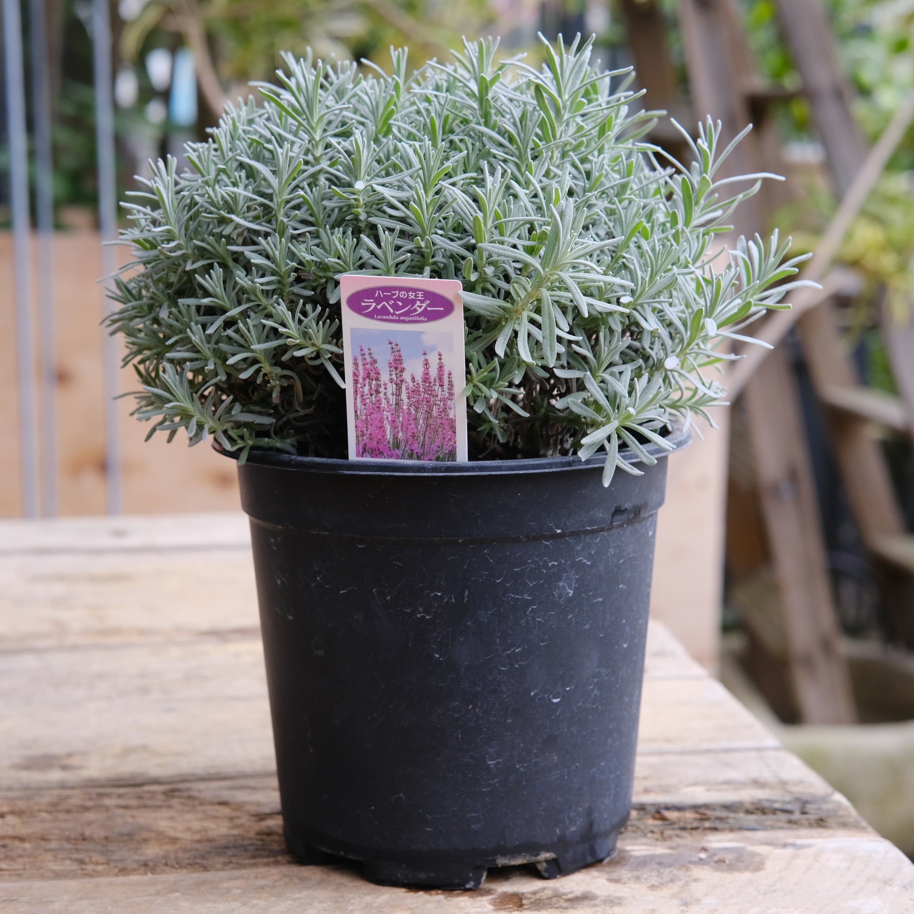 ラベンダー《 グロッソ ピンク 》 6号鉢 | グリーンギャラリーガーデンズ