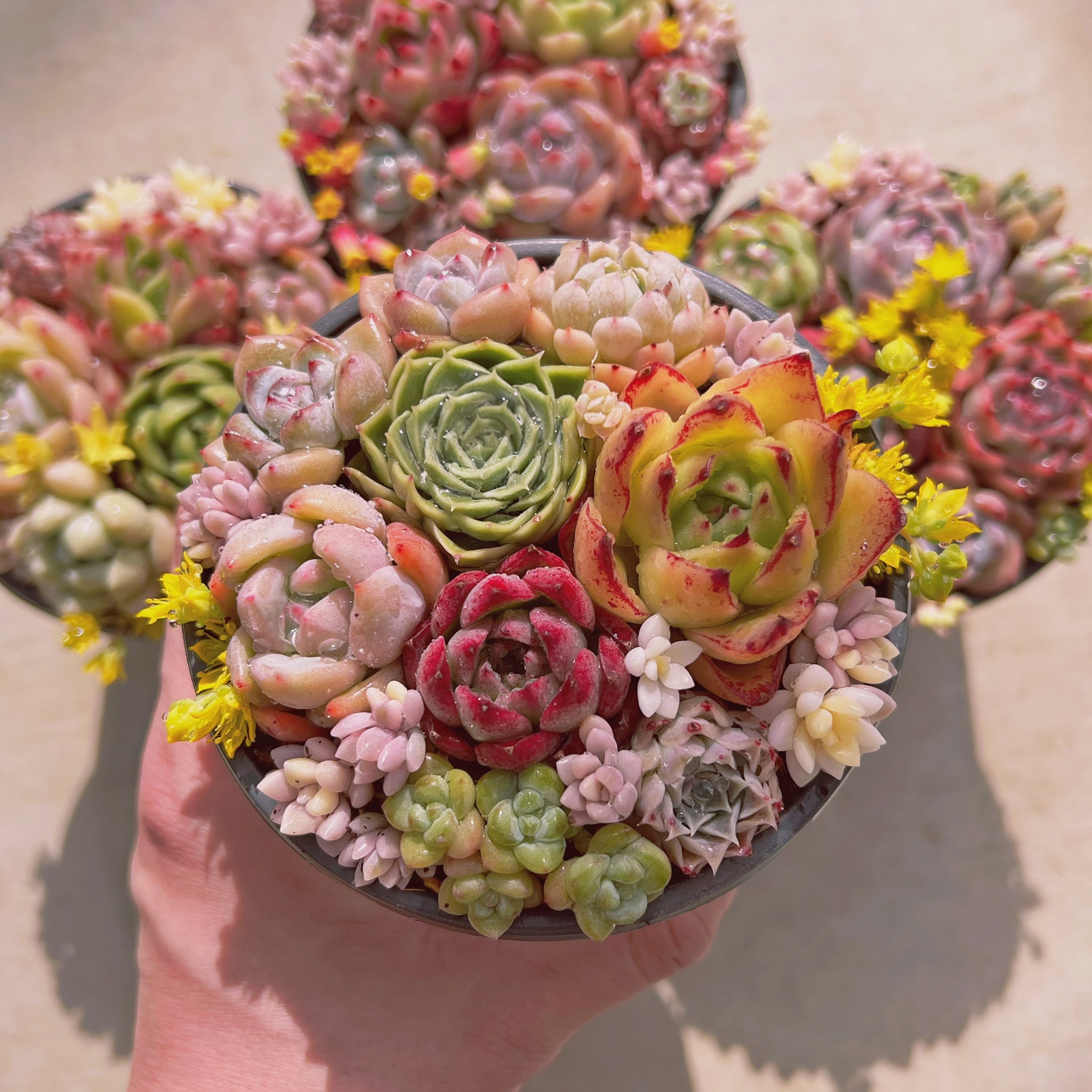 【8.ルル＊多肉植物販売会】 現物 多肉植物 クィーンローズ覆輪錦 抜き苗 | るる農園~多肉植物専門