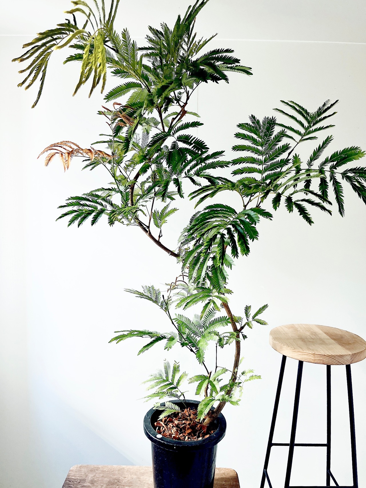 【Premium Plants】エバーフレッシュ ネムノキ 観葉植物 大型 d