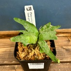 ビカクシダ　ジェイドガール　P. willinckii 'Jade Girl' spore【1085】