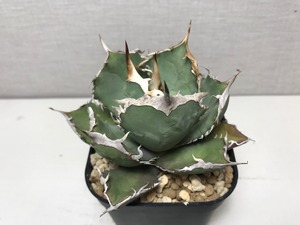 アガベ チタノタ '牛羚'（ギュウレイ）