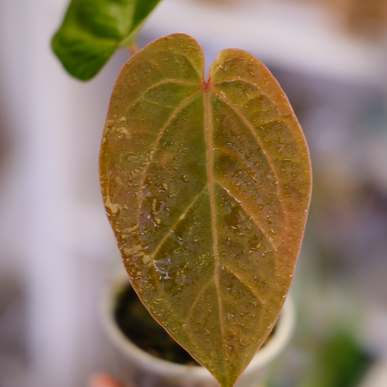 Anthurium kunayalensis × Anthurium Zara 'Michelle'|アンスリウム クナヤレンシス × ザラ・ミシェル⑤|観葉植物