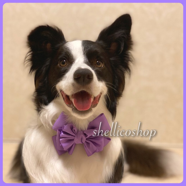 【purple】ボリュームたっぷりリボンチョーカー