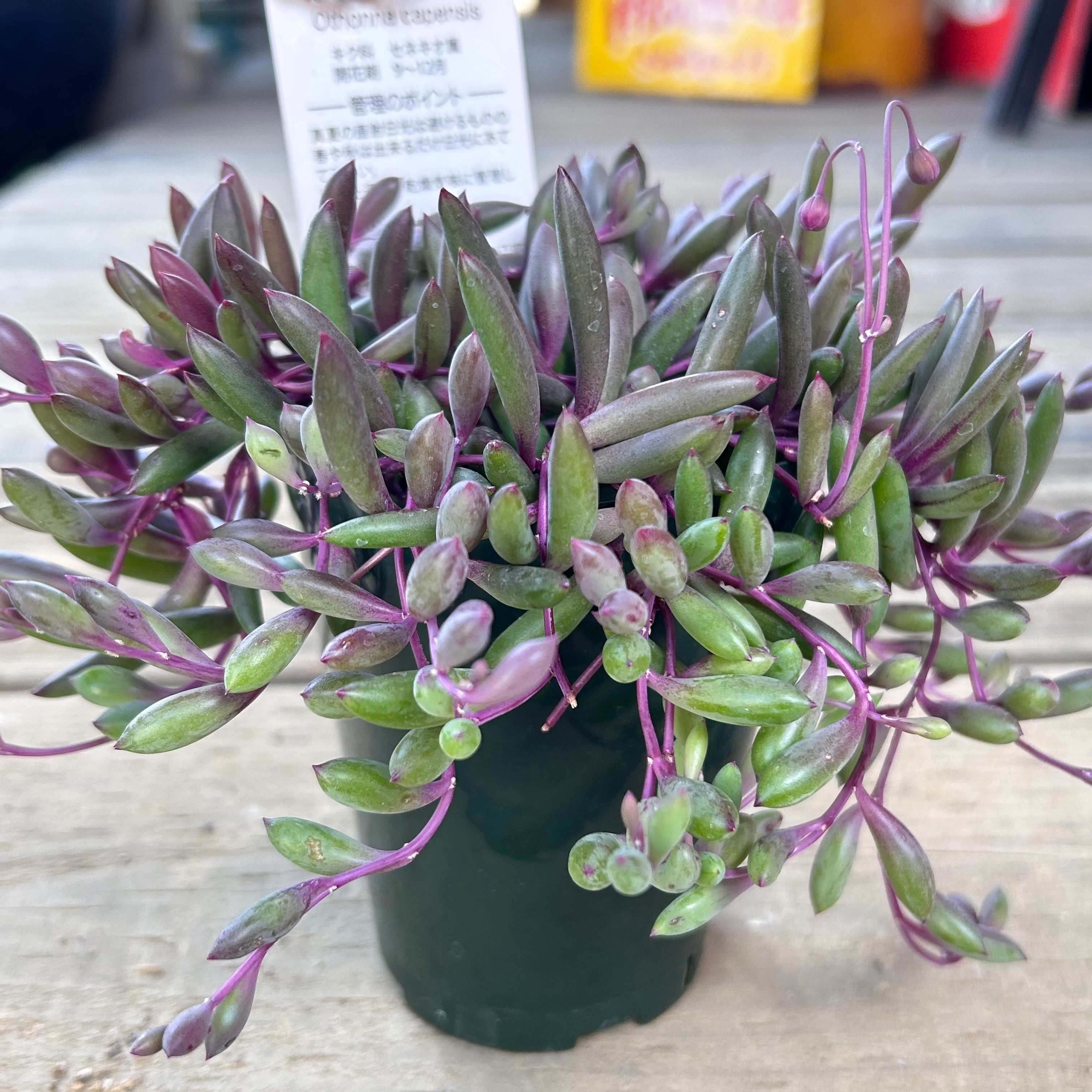 ルビーネックレス 多肉植物 ルビーネックレス | RuPo 多肉植物専門店