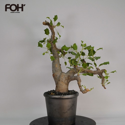 F33 コミフォラ ドレイクブロックマニー  発根済み 現地球 ソマリア産