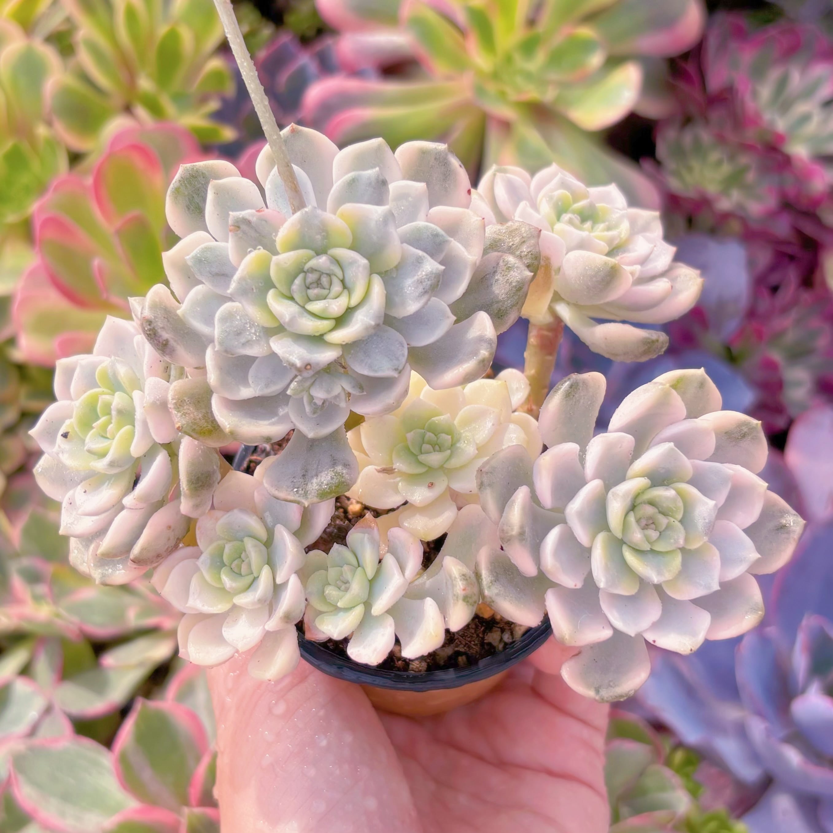 現品　ベビードール錦#A006　群生　るる農園