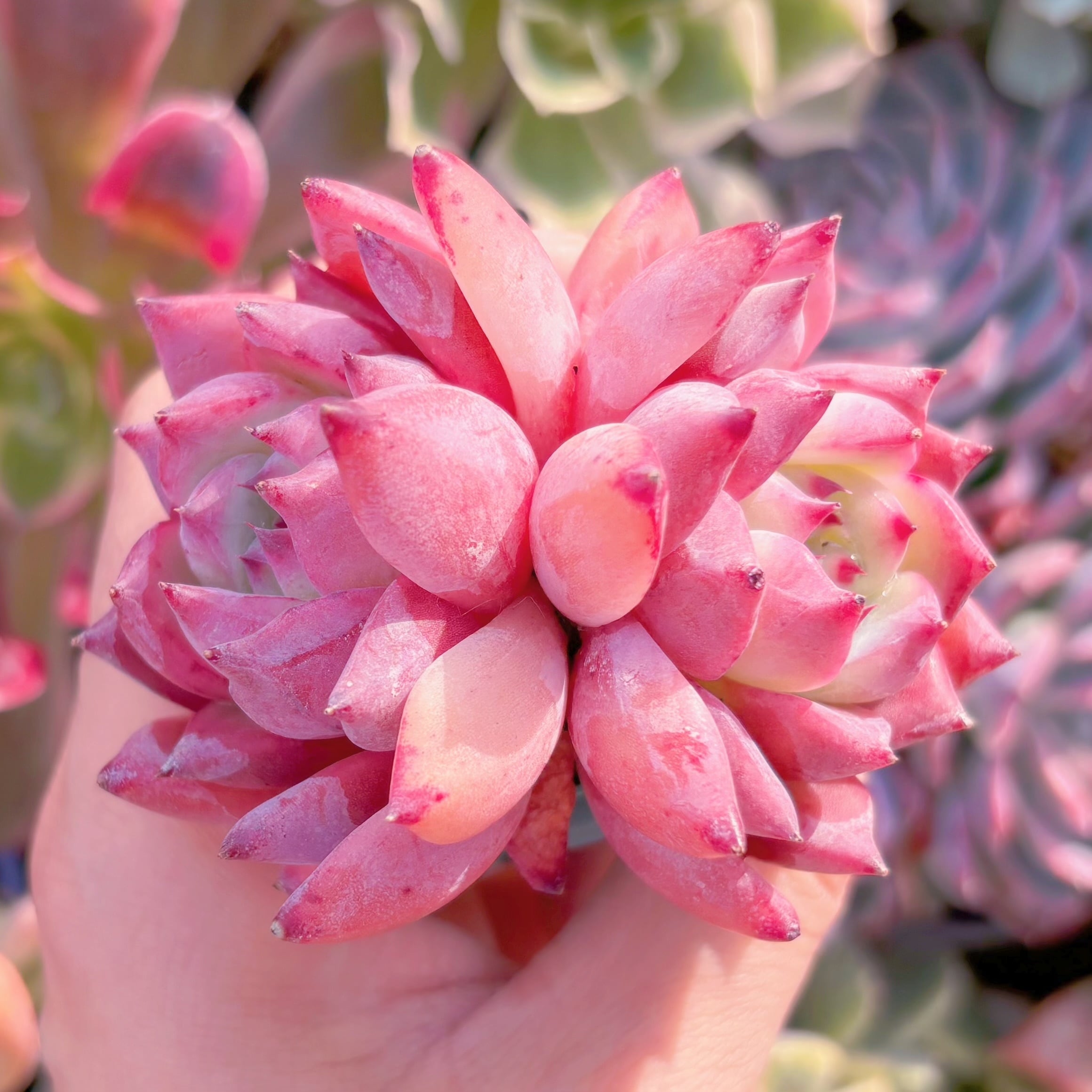 多肉植物　紫玲　新入荷　るる農園