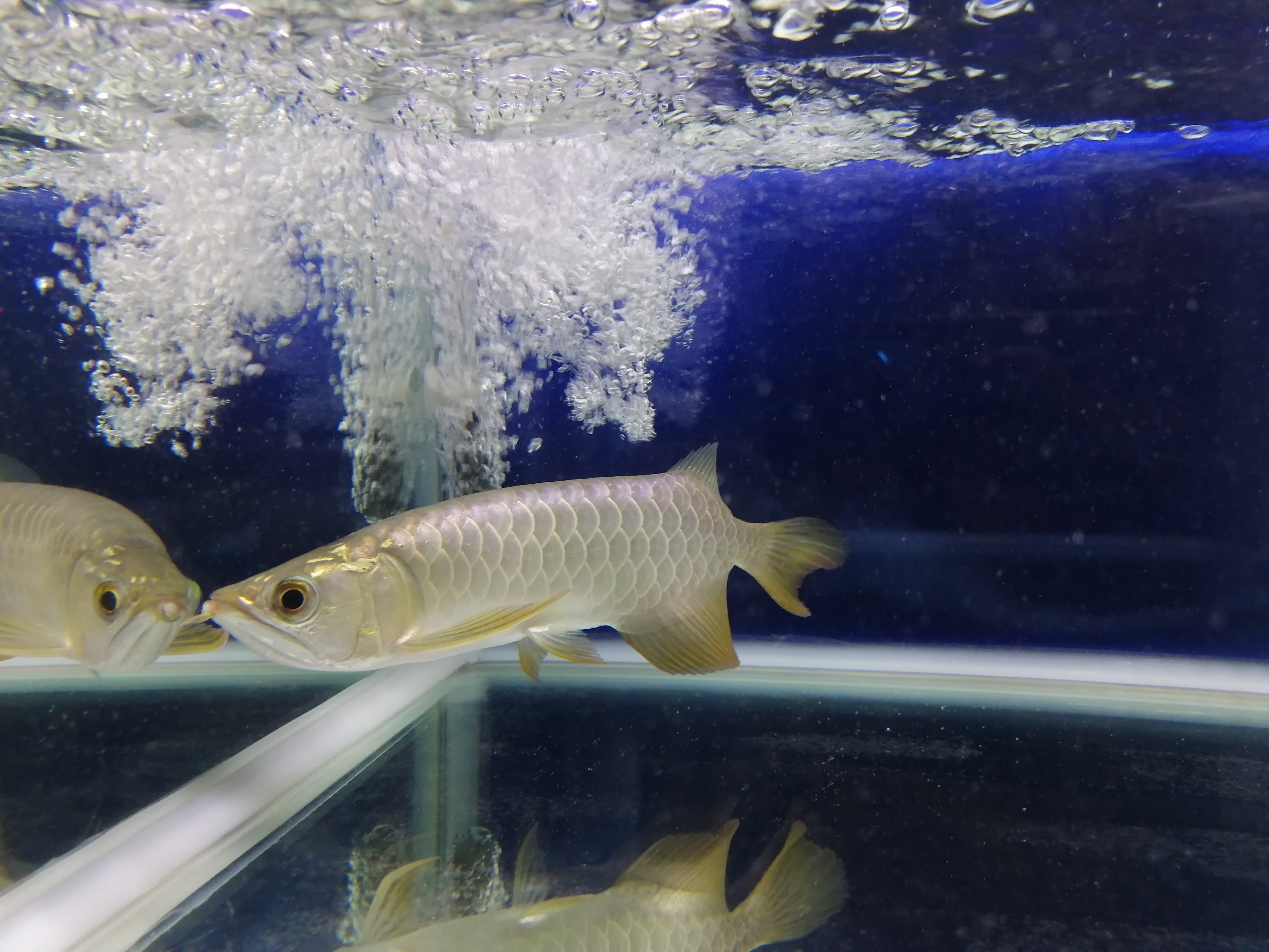 藍底過背金龍 (ブルーベース) ±22㎝《5936 証明書付き》 | アロワナ等