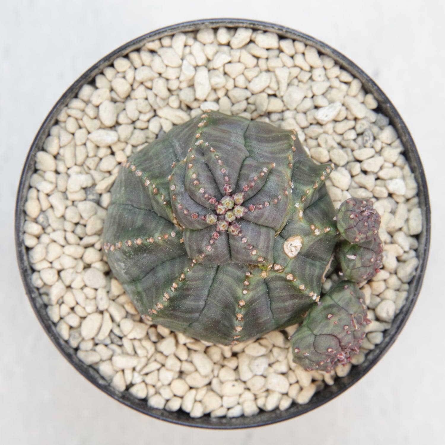 超扁平 仔吹き モンスト 捻じれ マイクロ オベサ / ユーフォルビア