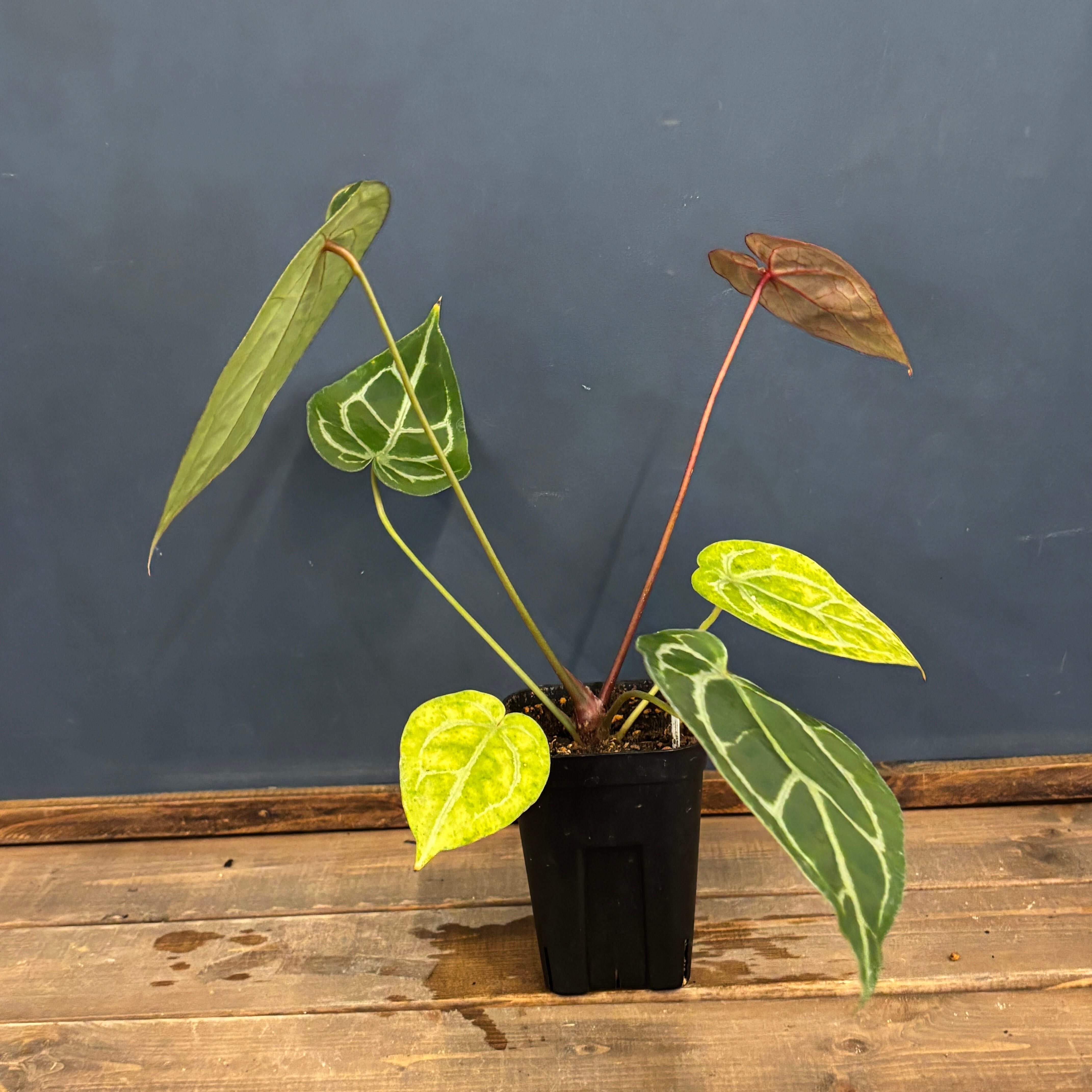 クリアランス】アンスリウム magnificam 'Silver' × (Michell × Zara