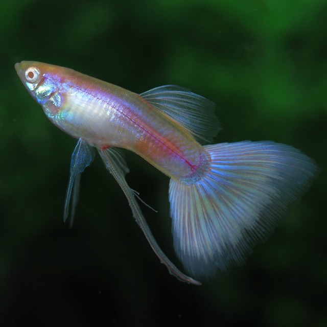 RREAモスコーピンクリボン 若魚1カルテット＋おまけ1ペア＋リボンオス1匹