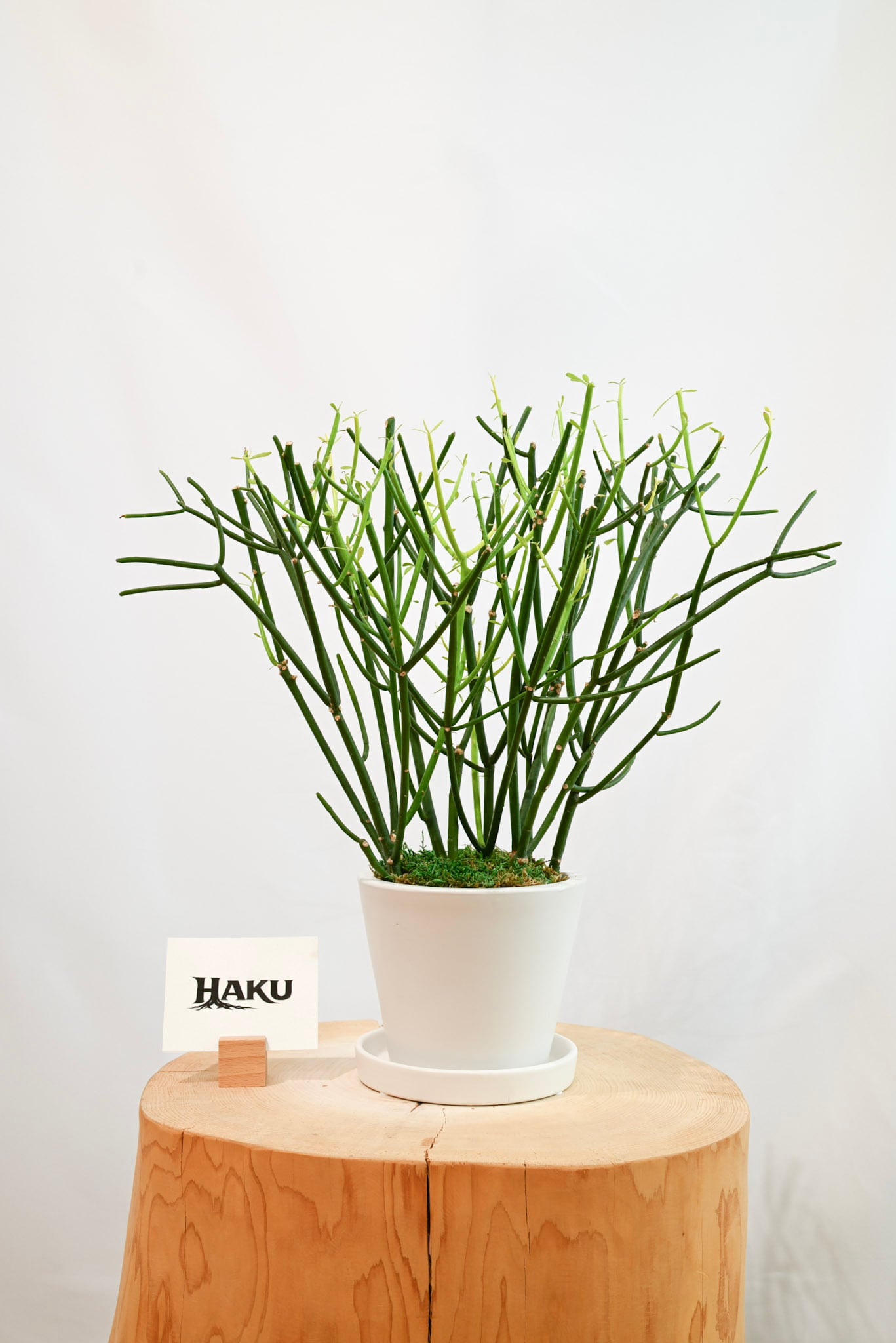 ミルクブッシュ | HAKU