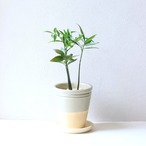 【グリーン】梛の木