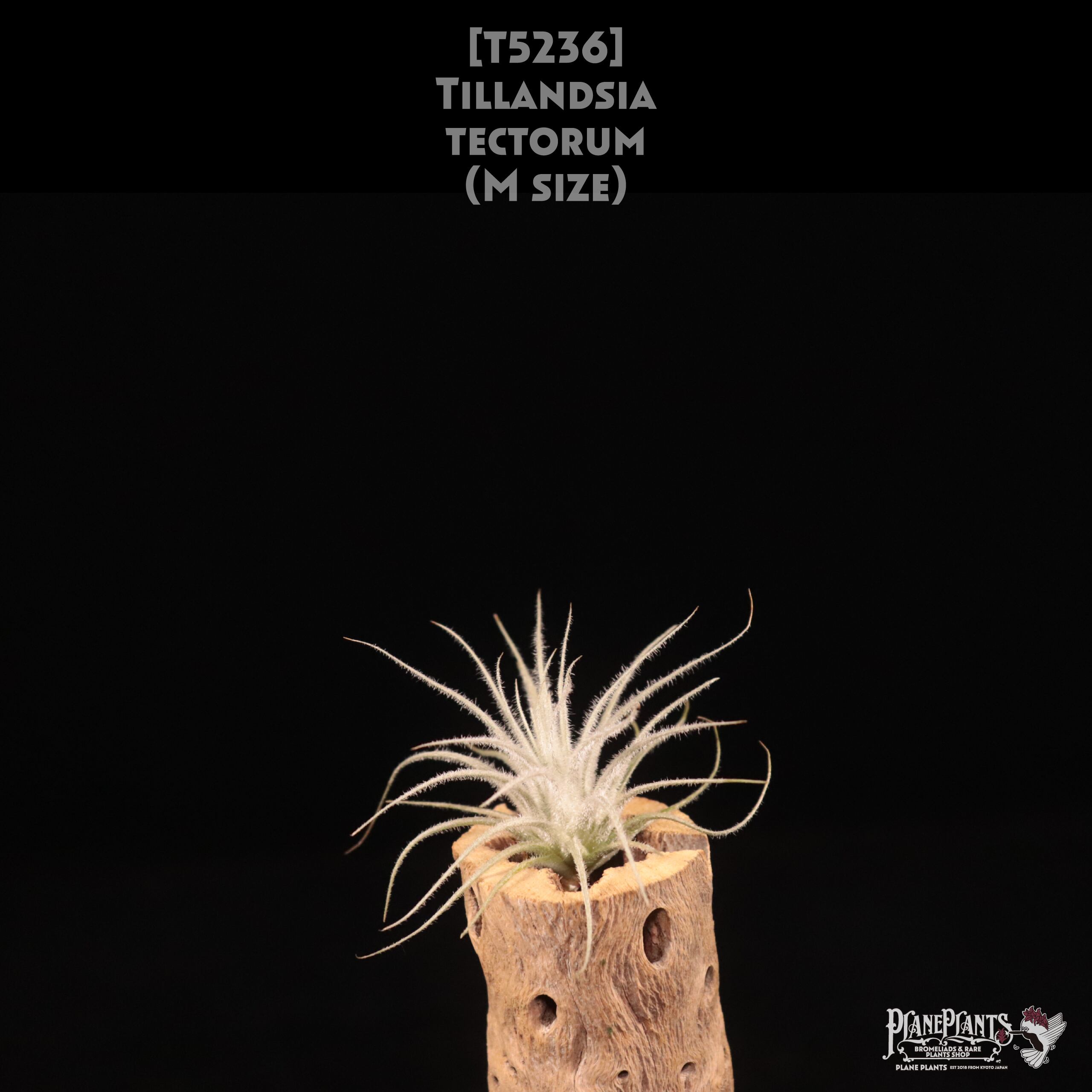 【送料無料】tectorum M〔エアプランツ〕現品発送T5236