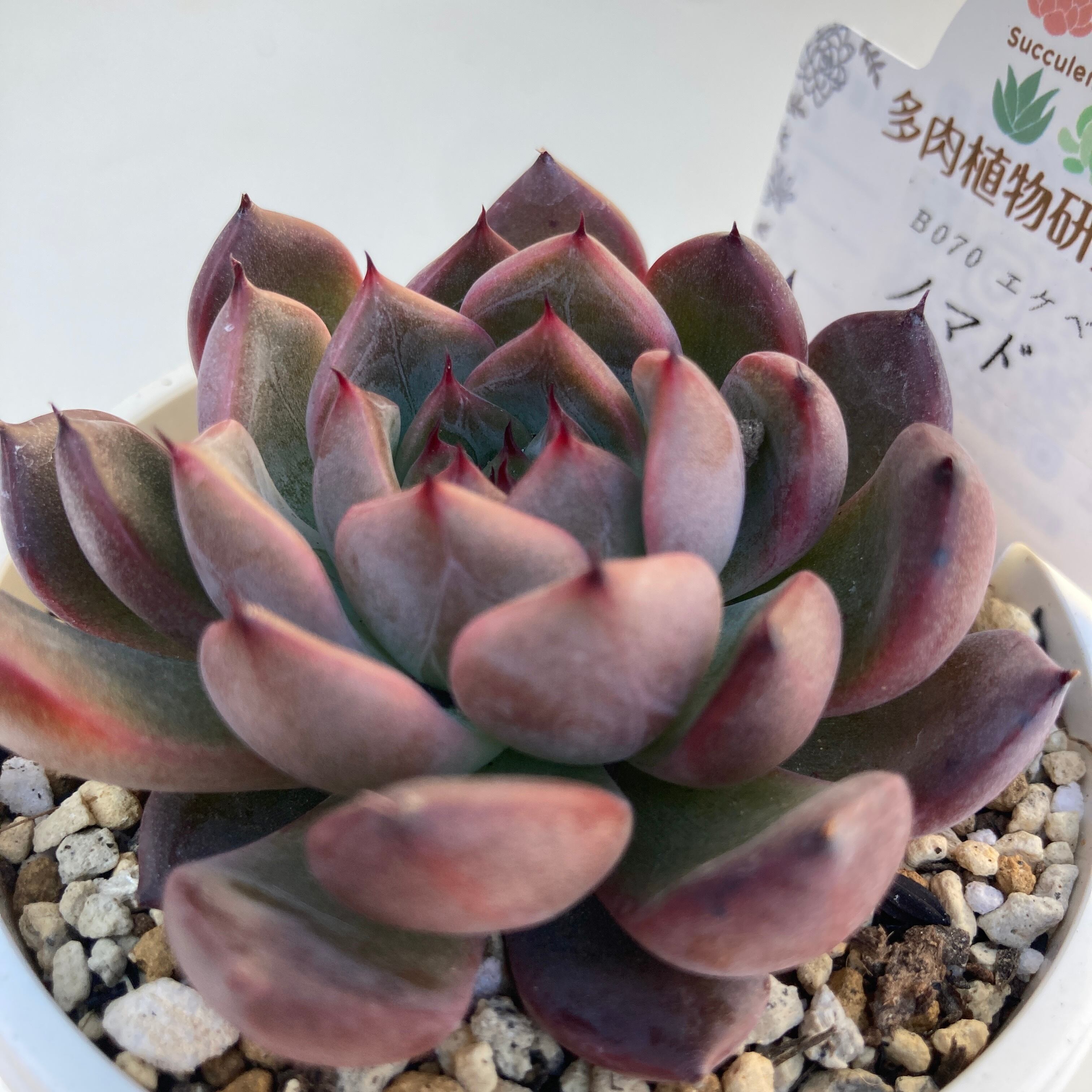 現物商品】ノマド 2.5号サイズ | 多肉植物研究所