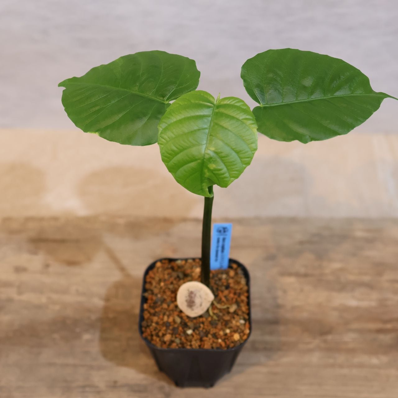 294 再入荷！種を時速240キロで飛ばす、危険な木。激レア