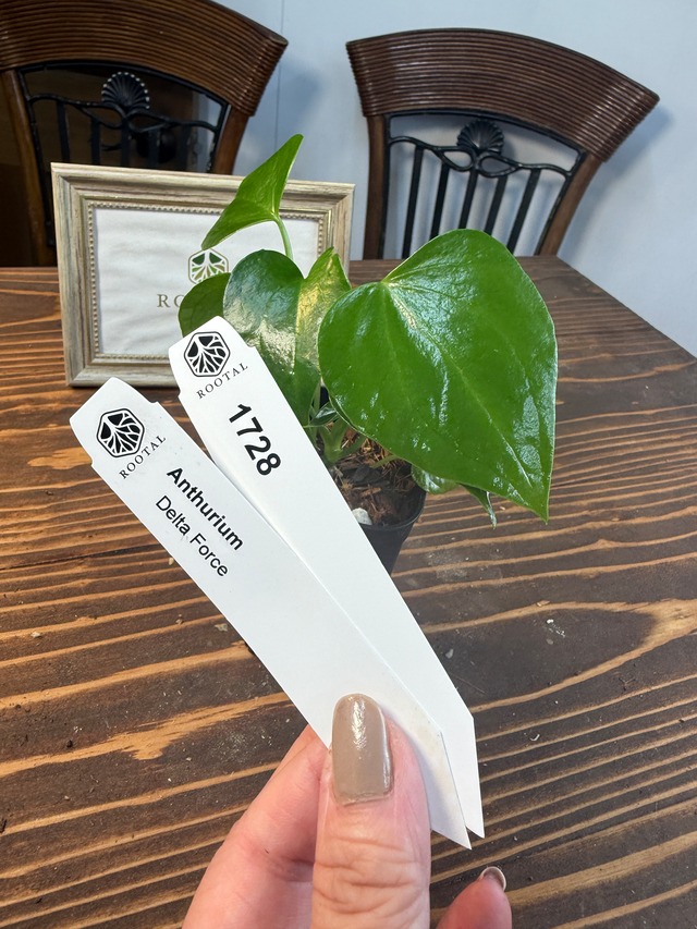 ★1728【上品さを感じるひと株】アンスリウムデルタフォース（75㎜ロングポット）