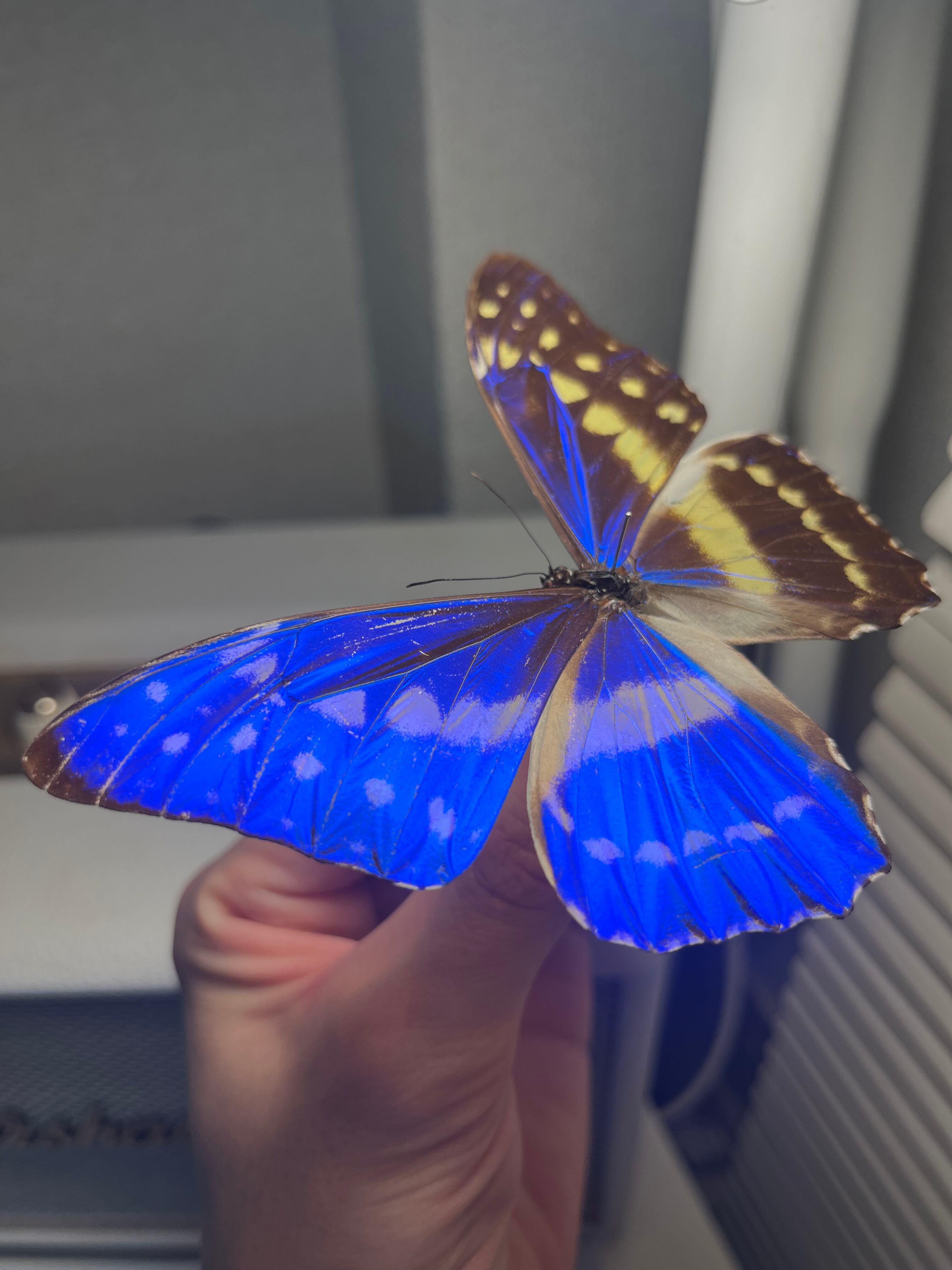 キプリスモルフォ レテノールモルフォ蝶 蛾ピカソモスモルフォチョウ