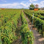 鳥取県産　むかご　S　1cm未満　500g　ムカゴ　ネコポス　長芋