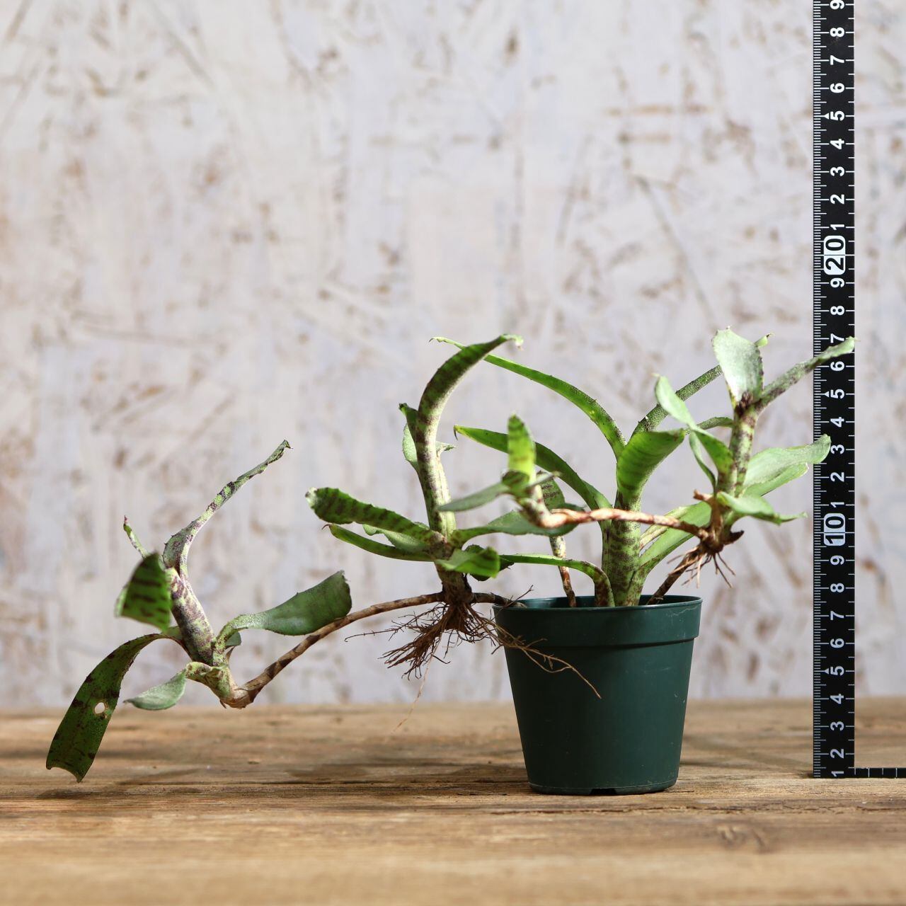 268 ブロメリア最小級『ネオレゲリアlilliputiana』｜観葉植物【送料