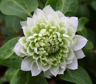 こはな - ‘Kohana’ - パテンス八重系 O-PY8