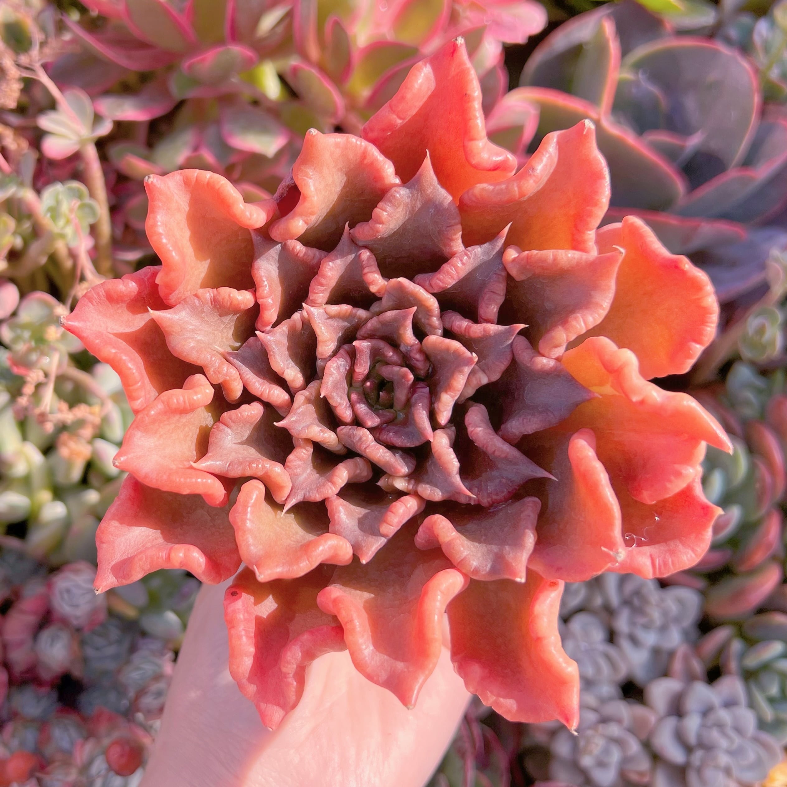 現品　レッドマディバ#M201　大苗　新入荷　るる農園