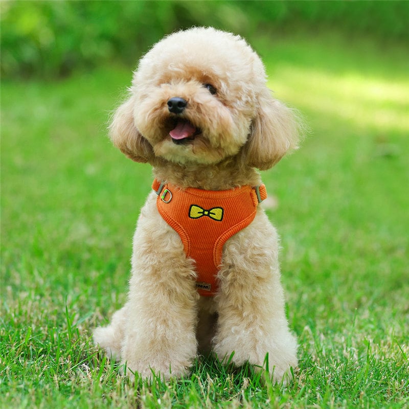 オレンジ色 犬ハーネスリードセット おしゃれな 中型犬小型犬散歩