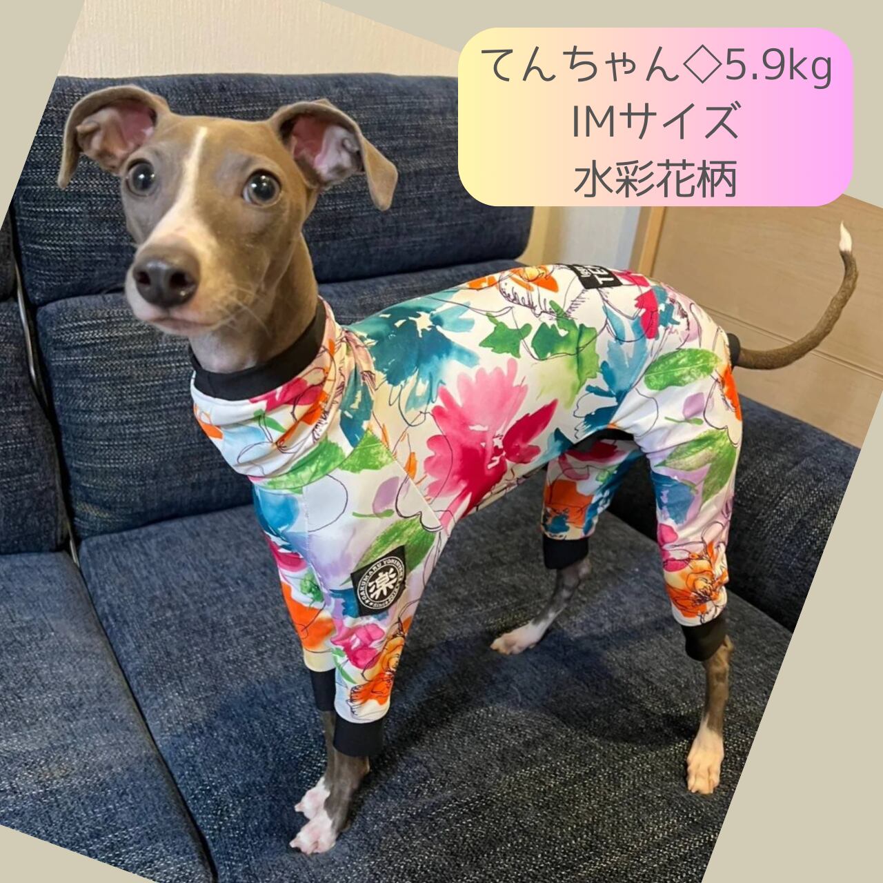 doggystar ドッギースターイタグレ 服 ネイティブ柄 カラフルドットの