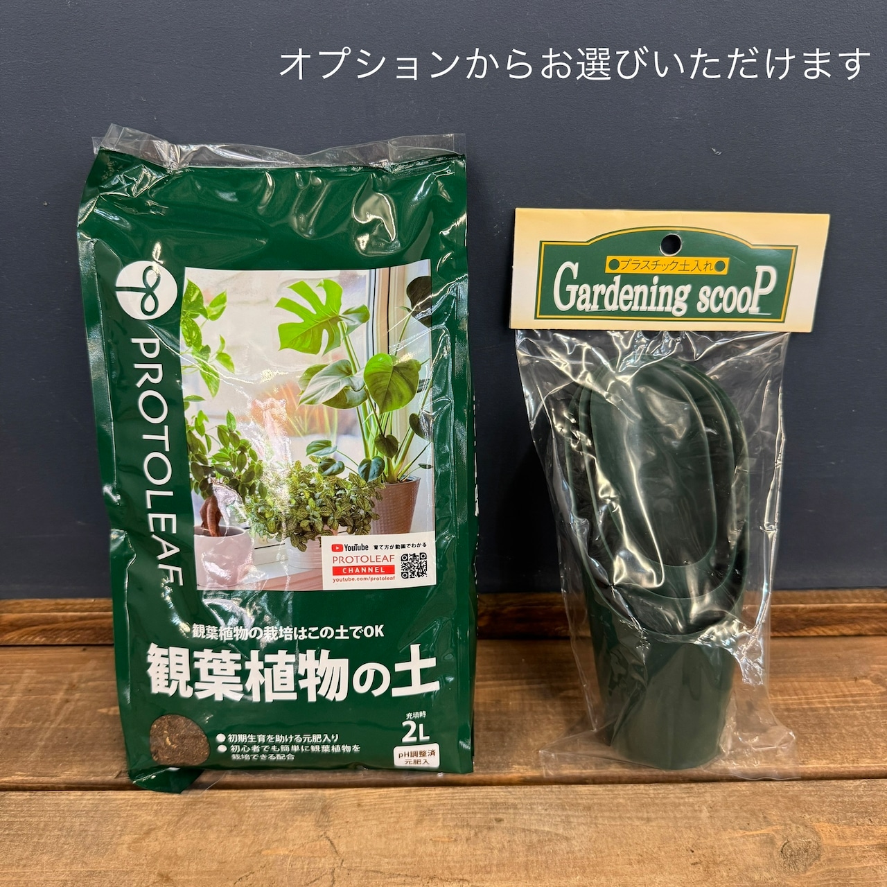 【大小2鉢作れる】ガジュマル親子植え替えセット