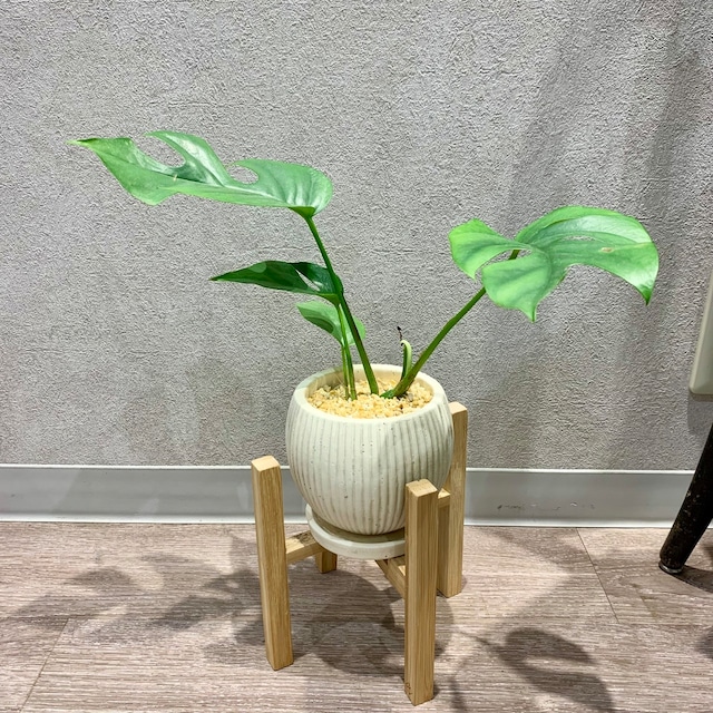 一点もの【ヒメモンステラ】｜観葉植物｜モンステラ｜初心者おすすめ｜お祝い