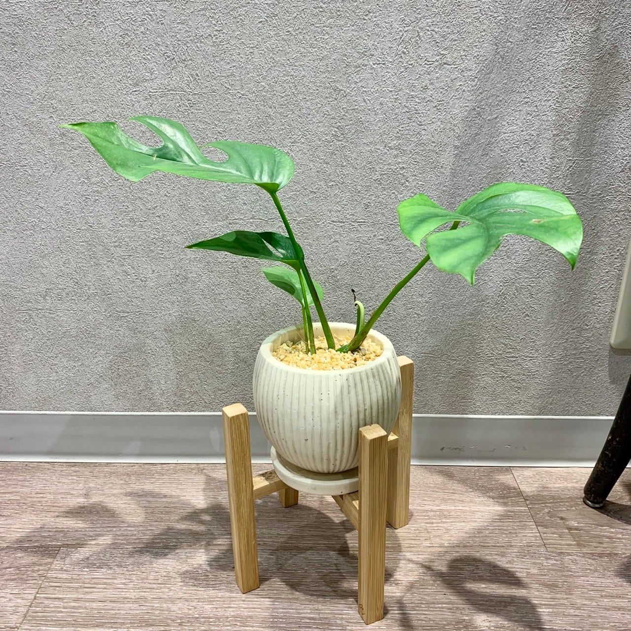 一点もの【ヒメモンステラ】|観葉植物|モンステラ|初心者おすすめ|お祝い