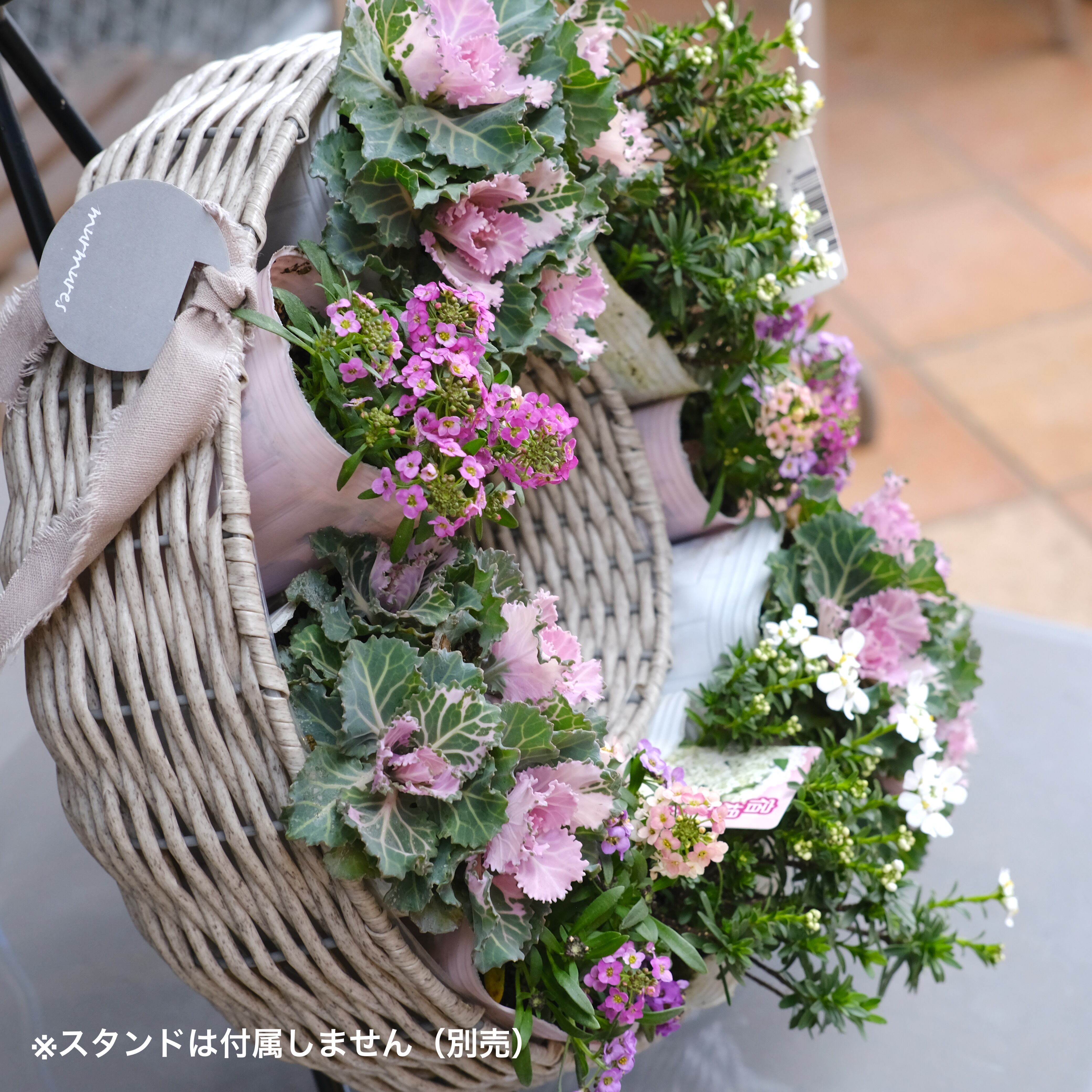 リースの寄せ植えを作ろう！土谷先生セレクト 苗 & 鉢 セット《 ピンク