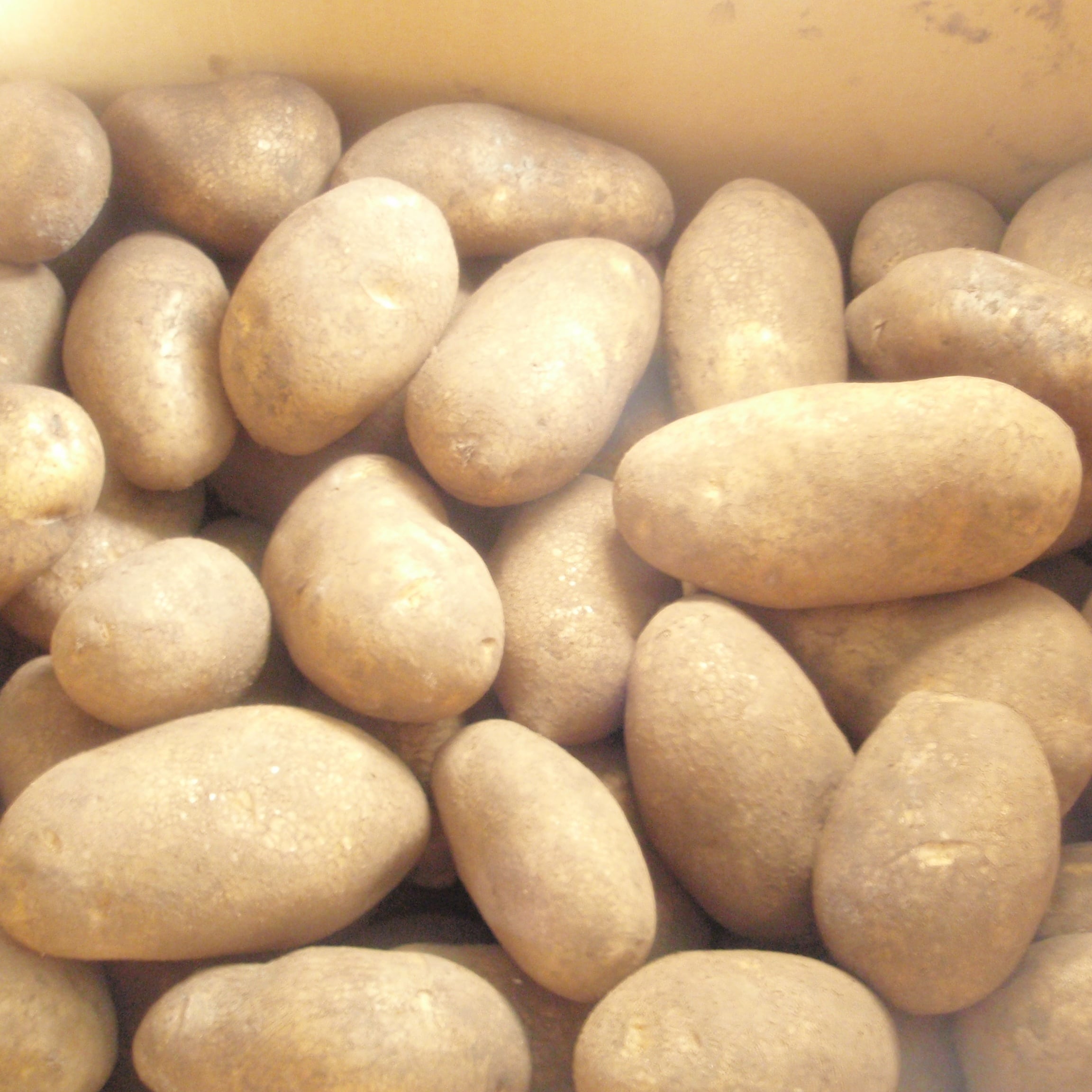 加藤農場《選べる》じゃがいも2種セット【計5kg】①キタアカリ