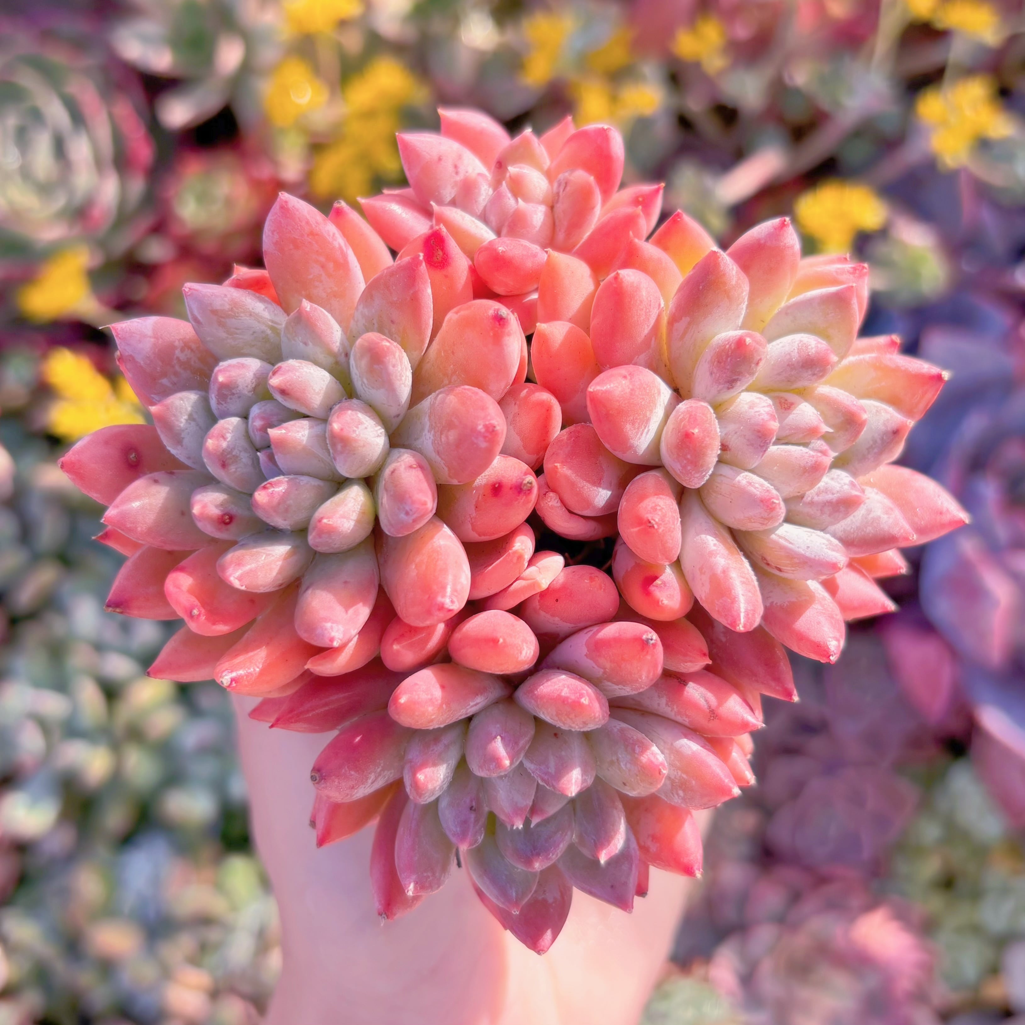 多肉植物　新品種　梅露　群生　在庫僅少　新入荷　るる農園