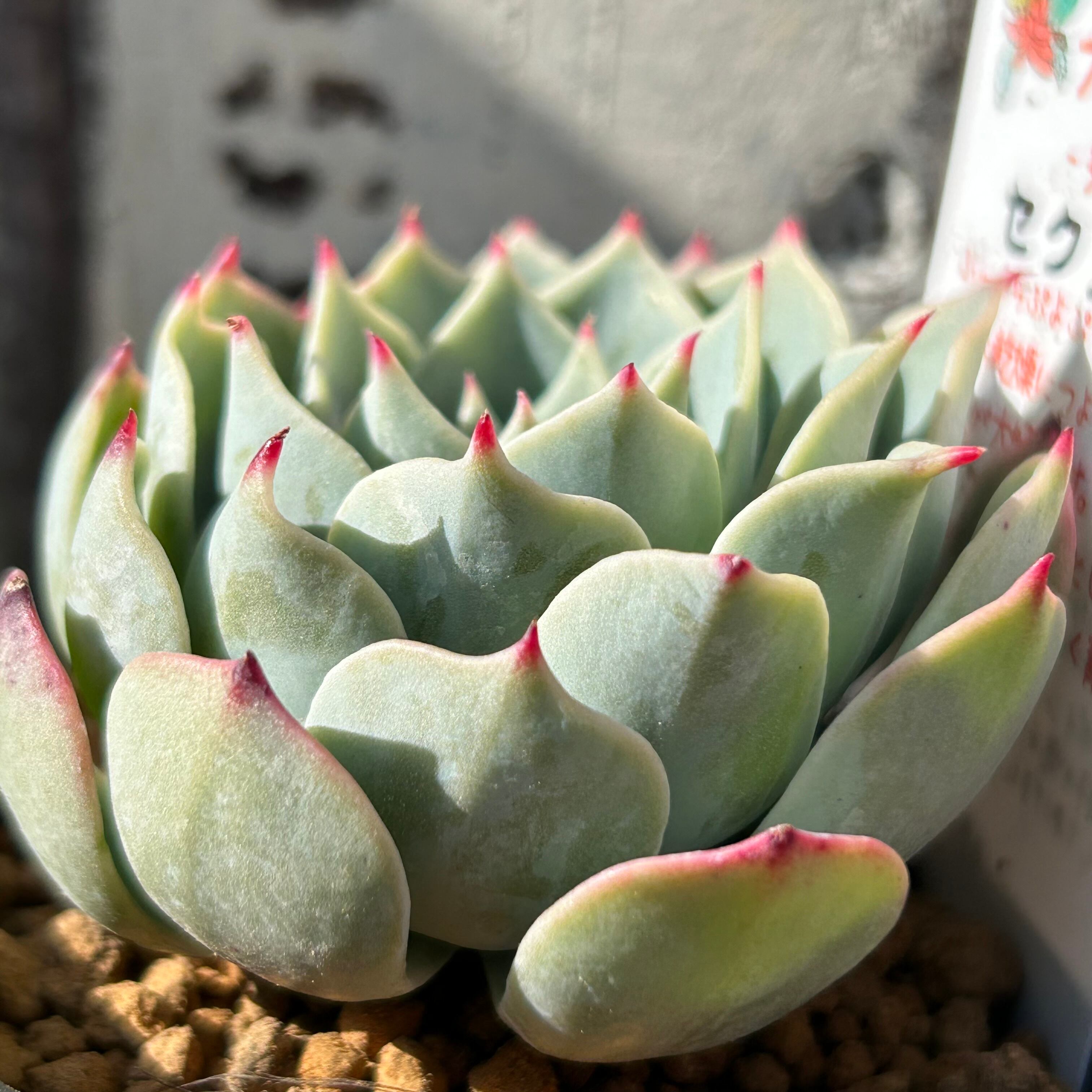 セクンダ マグダレナ錦一つのみ多肉植物エケベリア