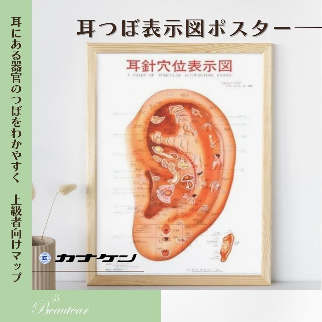 耳つぼ表示図ポスター｜耳にある器官のつぼをわかりやすく《上級者向け