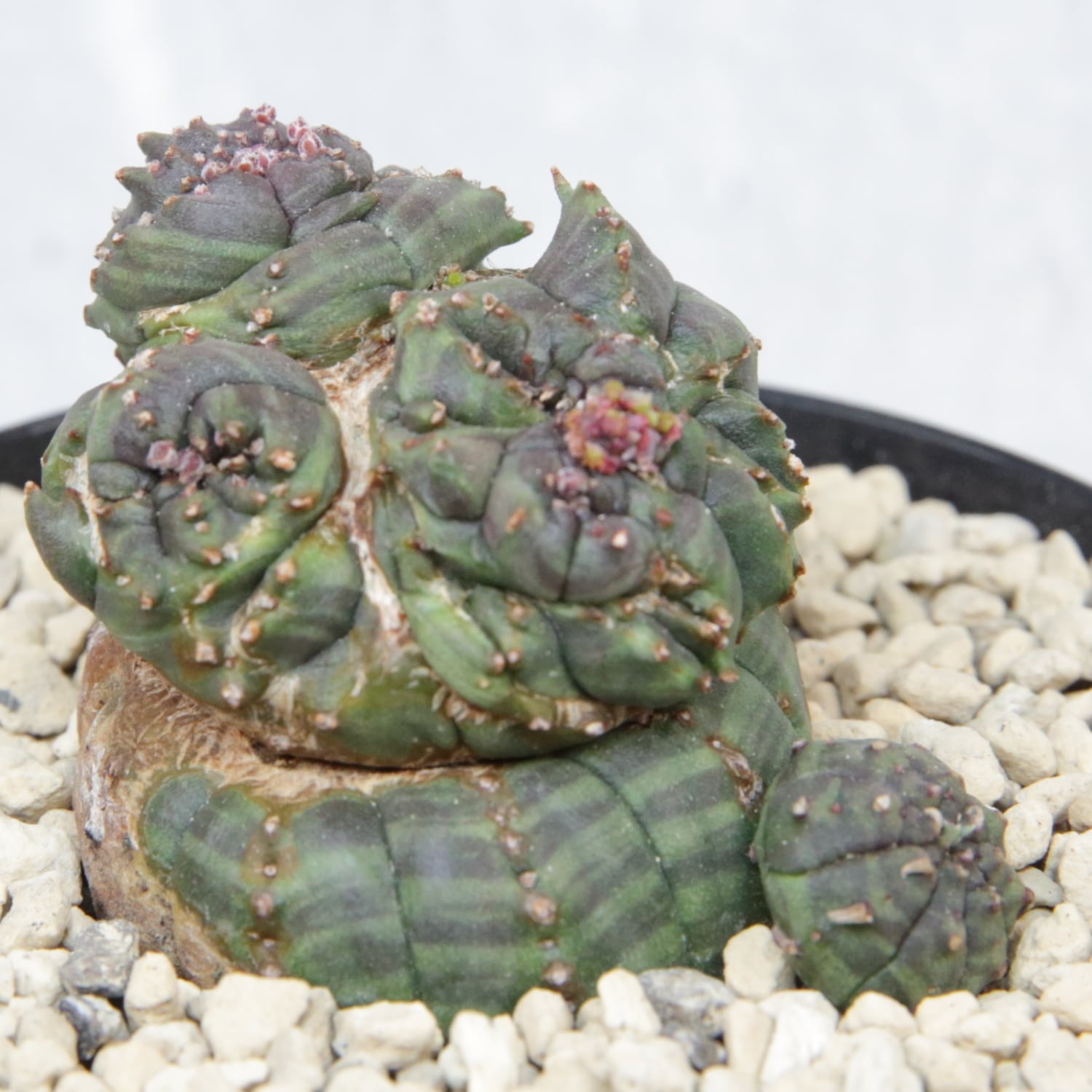 超厳選株】超異型 成長点3点 円扇石化 マイクロオベサ