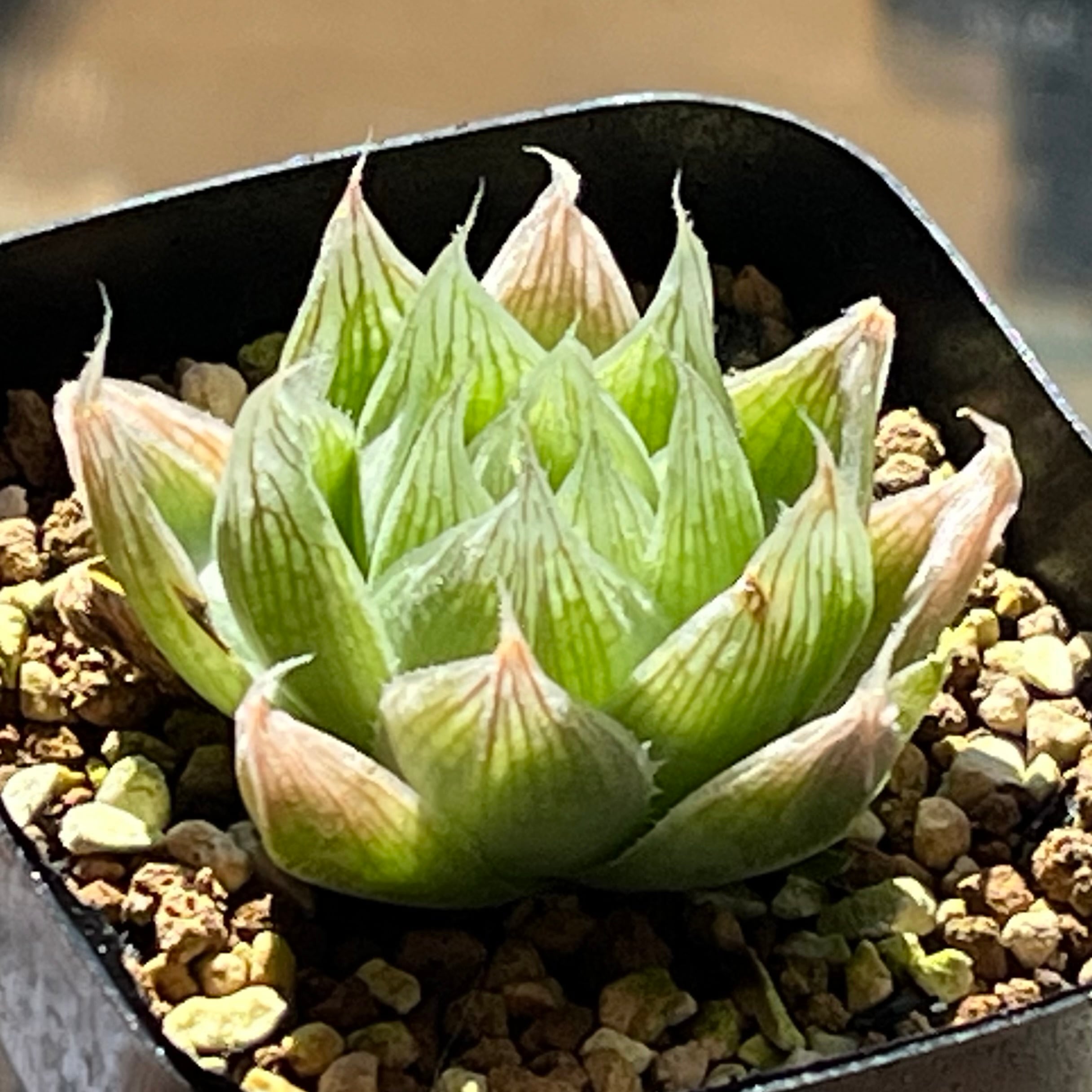 ハオルチア ピクタ パンドラ錦 | mocono_plants
