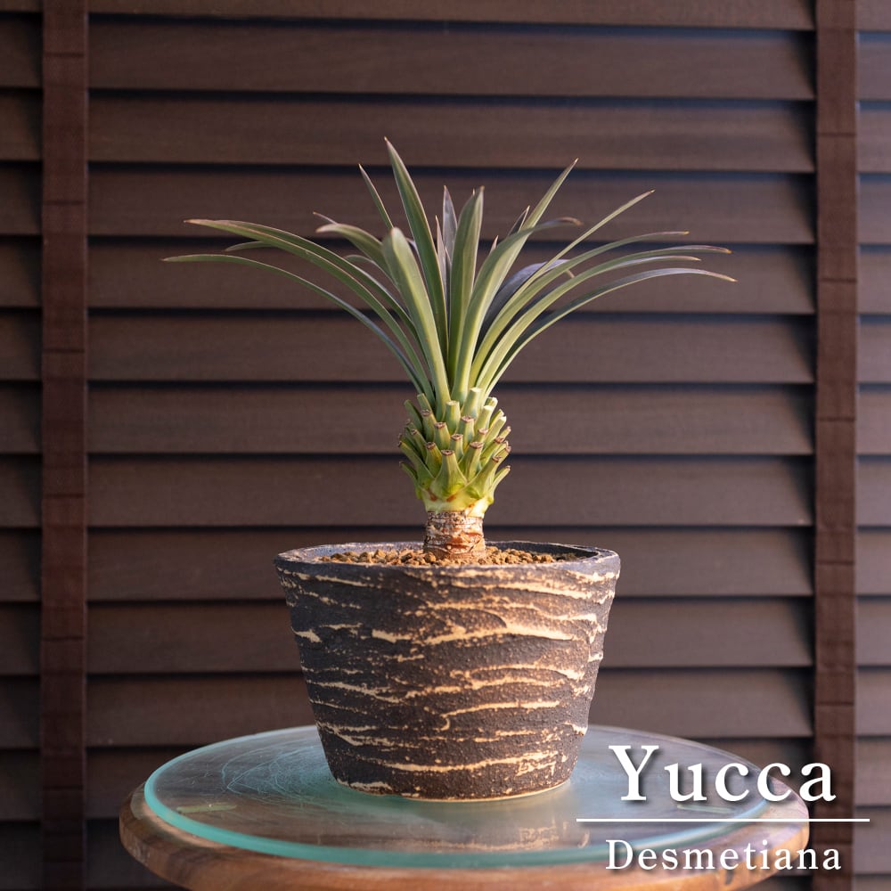 ユッカ デスメティアーナ Yucca Desmetiana ヤシ 幹立ち 4号 陶器鉢 1213BR