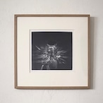 筆塚稔尚「星をあつめて」 FUDEZUKA Toshihisa "Some Enchanted Evening" / etching, mezzotint(with frame) thumbnail 1