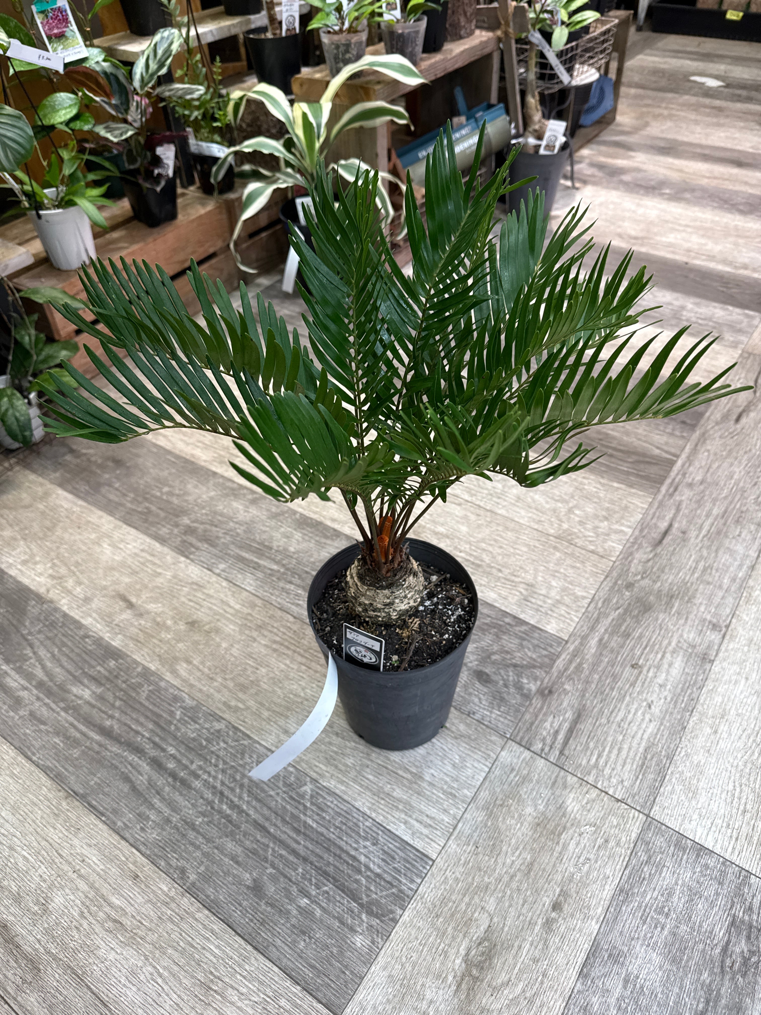 ザミア フロリダーナ | Gardenえん 【観葉熱帯植物】