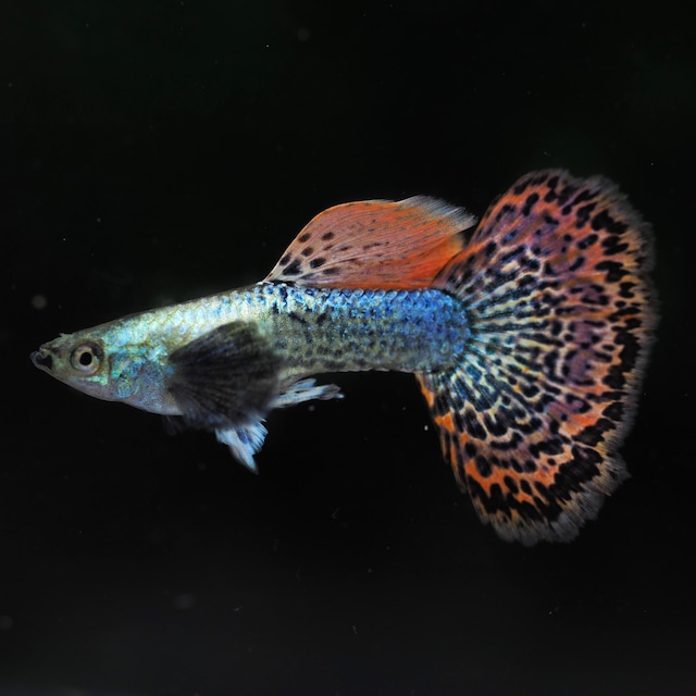 極上プラチナレッドドラゴン　２ペア＋おまけブラオメス２匹