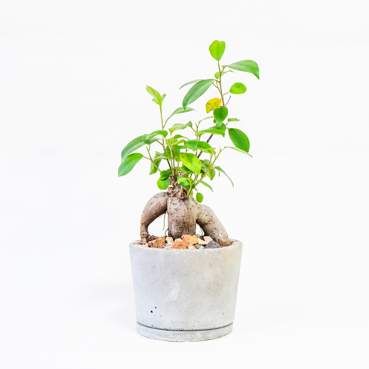 ※お得なリサイクル鉢※≪ 観葉植物 ≫育てやすくて癒される♪たこ足フォルムのガジュマルの鉢植え｜ざらっとした風合いの手づくりモルタル鉢