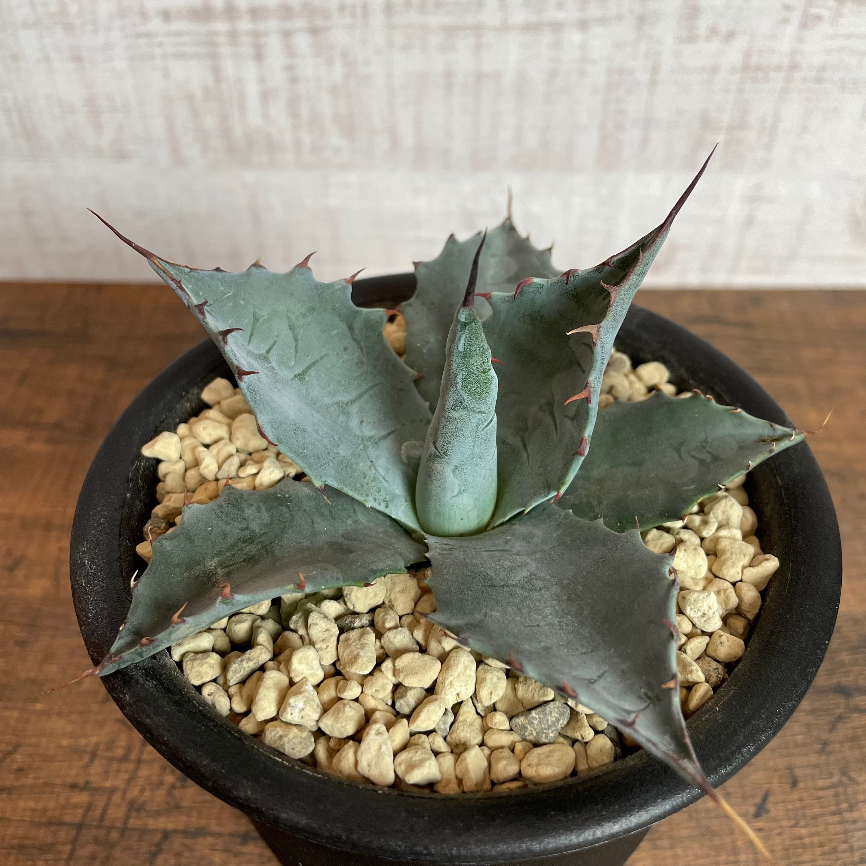 Agave parassana 良棘 / 4号鉢 アガベ パラサナ 発根済み | THE SPIKY